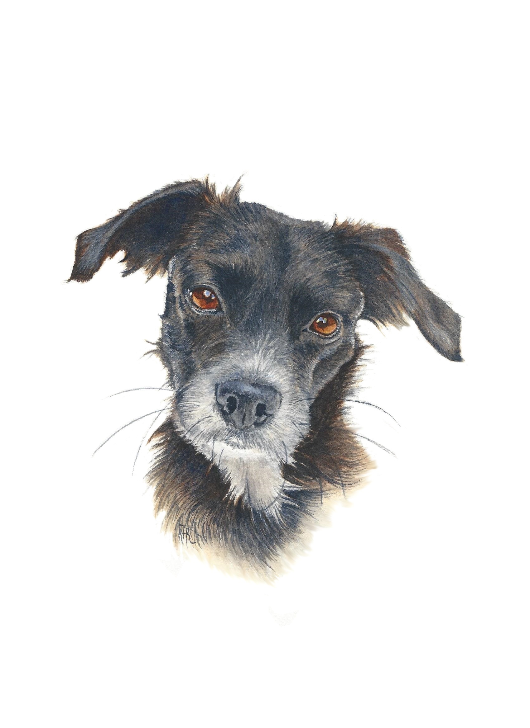 How To Paint A Realistic Black Dog In Watercolor