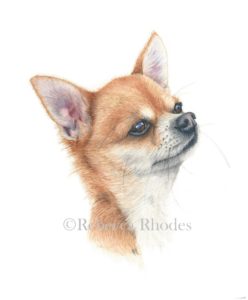 How To Paint A Chihuahua Dog In Watercolor Rebecca Rhodes